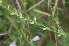 Sopubia delphinifolia